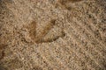 Seagull Footprint in the Sand Royalty Free Stock Photo