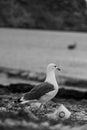 Closeup of a seagull on the shore, a vertical, monochrome shot