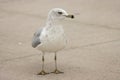 A closeup of a seagull on the sidewalk Royalty Free Stock Photo