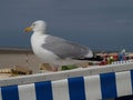 Closeup of seagull sitting on beach chair on North Sea coast, Langeoog island, Germany Royalty Free Stock Photo