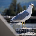 Closeup of a seagull standing on a part of a ship.