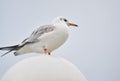 Seagull in Ohrid