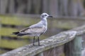 Seagull On A Wooden Rail