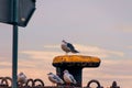 Closeup of seagulls interacting at the port of Klaipeda at sunset, Lithuania Royalty Free Stock Photo