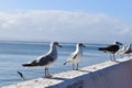 Closeup of seagulls in Mossel Bay, South Africa Royalty Free Stock Photo