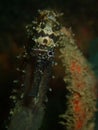 Closeup with seahorse during the night dive in Sabah, Borneo. Royalty Free Stock Photo