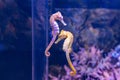 Closeup of Seahorses swimming in the aquarium, against a background of corals