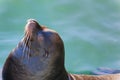 Closeup of seal basking in sun Royalty Free Stock Photo