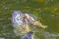 Closeup of a seal eating salmon in the water.