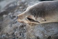 Closeup seal. Fur Seal in the sand portrait. Sea Lions at ocean. Fur seal colony, arctocephalus pusillus.