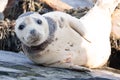 Fur seal colony, arctocephalus pusillus