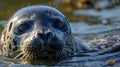 Closeup of the seals black onlike eyes shining in the sunlight as it blinks lazily soaking up the warmth of its sun