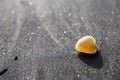 Closeup seashell on black sand beach, Nang thong beach in Thailand