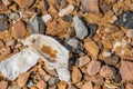 Closeup of seashell laying among rocks