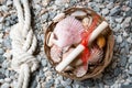 Closeup of seashell, letter and marine knot lying on seashore Royalty Free Stock Photo