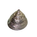 Closeup seashell shell isolated on white background Royalty Free Stock Photo