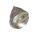 Closeup seashell shell isolated Royalty Free Stock Photo