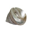 Closeup seashell shell isolated on white background Royalty Free Stock Photo