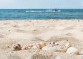 Closeup seashells on white sand of tropical beach by seashore, summer seascape no people, sea relax and resort vacation Royalty Free Stock Photo