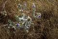 Closeup of seaside eryngo flowers on the dry grass background Royalty Free Stock Photo