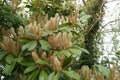 Closeup on a seasonal rich blossoming English or Cherry laurel, Prunus laurocerasus