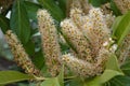 Closeup on a seasonal rich blossoming English or Cherry laurel, Prunus laurocerasus