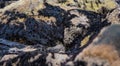 A Closeup of Seaweed Clinging to a Bunch of Rocks Royalty Free Stock Photo