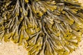Closeup of seaweed Fucus serratus commonly toothed wrack.
