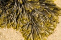 Closeup of seaweed Fucus serratus commonly toothed wrack.