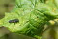 Closeup Of Ladybug Larvae. Second Stage