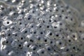 Closeup of a section of frog spawn Royalty Free Stock Photo