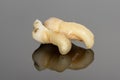 A closeup of a sectioning right lower third molar with curved root. Adult tooth number 48