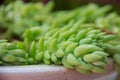 Closeup Sedum Fine gold leaf Succulent Burros tail selective focused in earthen pot Royalty Free Stock Photo