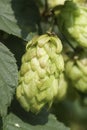 Closeup on a seed cone of the climbing common hop or hemp, Humulus lupulus in the garden