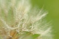 Macro of dandelion seeds with raindrops Royalty Free Stock Photo