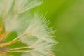 Macro of dandelion seeds with raindrops Royalty Free Stock Photo