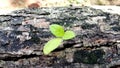 Closeup Seed grow on dead tree