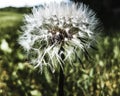 Closeup of seeded dandelion flower head Royalty Free Stock Photo