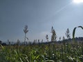 Closeup of seeded tops sorghum plants against a blue sky background