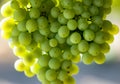 green Shine Muscat grape