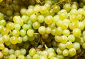 green Shine Muscat grape