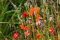 closeup of Seedpods of te corn poppy flower, selective focus with beige boke background - Papaver rhoeas