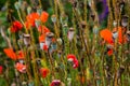 closeup of Seedpods of te corn poppy flower, selective focus with beige boke background - Papaver rhoeas Royalty Free Stock Photo