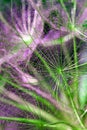 Closeup of seeds with umbrellas. Bright multicolor floral background