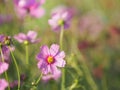 Cosmos flower in garden, pink color on blurred of nature background Royalty Free Stock Photo