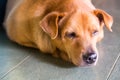 Closeup and selective focus on dog head resting on floor Royalty Free Stock Photo