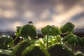 Closeup and selective focus on drops on leaves of sour clover (Oxalis pes-caprae) with remainder in bokeh