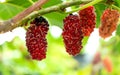 Closeup and selective focus of fresh mulberry fruit Royalty Free Stock Photo