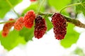 Closeup and selective focus of fresh mulberry fruit Royalty Free Stock Photo