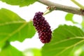 Closeup and selective focus of fresh mulberry fruit Royalty Free Stock Photo